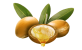 argan oil